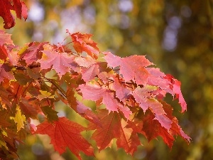 trees, maple, Leaf