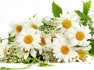 white, marguerites, bouquet