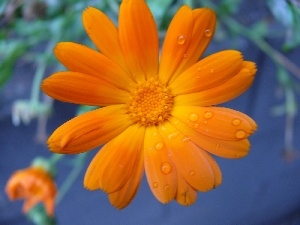 Marigold, Orange