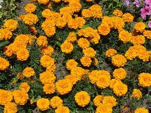 marigold, Yellow