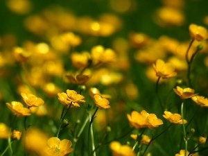 marigolds