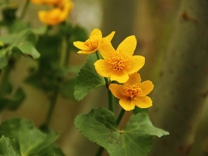 marigolds