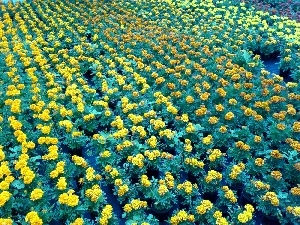 marigolds, Field