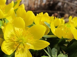 marigolds, Yellow, Spring, Flowers