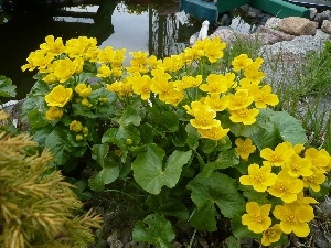 marigolds, Yellow