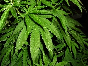 marijuana, Bush