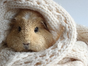 maritime, Scarf, guinea pig