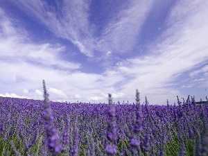 marsh, lavender