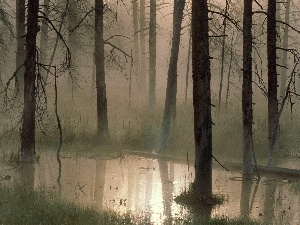 Dusk, marshland, forest