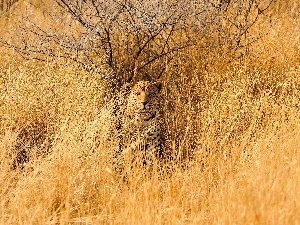 Leopards, masking, Chatter