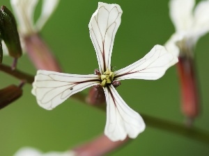 Flowers, Matthiola, White