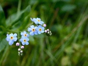 forget-me-not