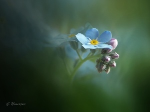 forget-me-not