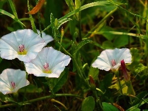 bindweed, Meadow, Flowers