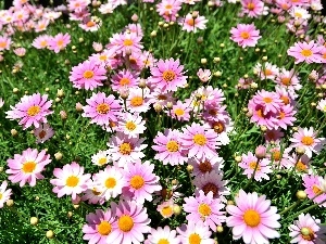 Meadow, camomiles