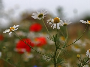 Meadow, Flowers, chamomile, White