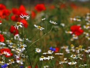 Meadow, Flowers, chamomile, White