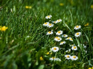 Meadow, chamomile