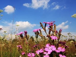 Meadow, cloves, Wildflowers, clouds, Flowers