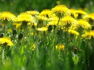 common, Meadow, puffball