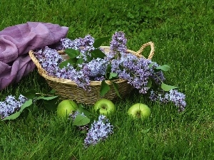 Meadow, basket, without, composition, apples