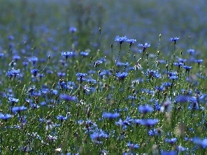 Meadow, Flowers, cornflowers, Blue