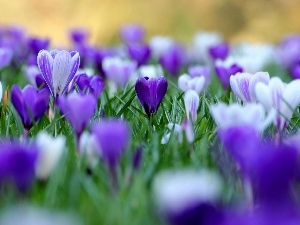 Meadow, crocuses