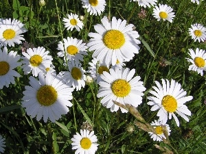 Meadow, daisies