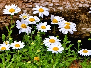 Meadow, daisy