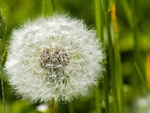 Meadow, dandelion