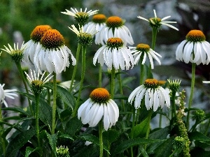 echinacea, Meadow, Flowers