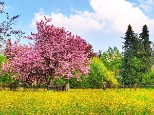 Meadow, kirsch, flourishing, trees