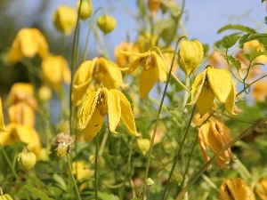 Flowers, Meadow, Yellow