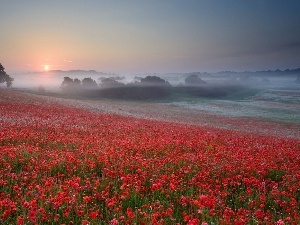 Fog, Meadow, papavers