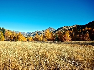 forest, Meadow, Mountains