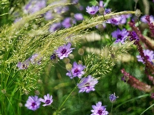 Meadow, Flowers, grass, Wildflowers