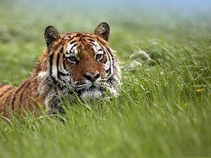 grass, Meadow, tiger