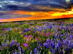 Meadow, lupine, Great Sunsets