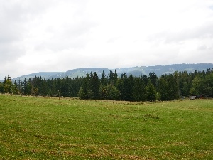 Meadow, gubalowka