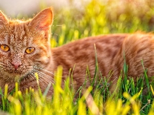 kitten, Meadow, ginger