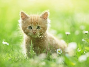 kitten, Meadow, ginger