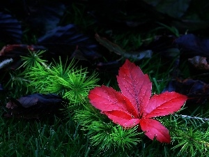 Meadow, conifer, Leaf, branch