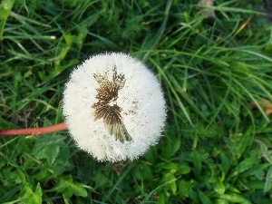 medical, Meadow, puffball