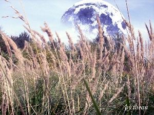 Meadow, moon