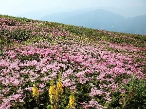 Mountain, Meadow, Blossoming