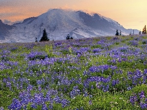 Mountains, Meadow, Spring