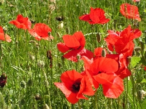 Meadow, papavers