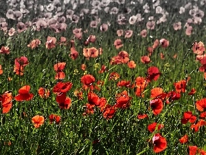 Meadow, papavers