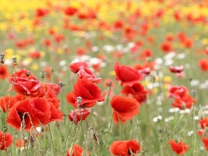 papavers, Meadow, Red