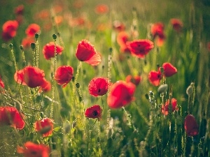 papavers, Meadow, Red